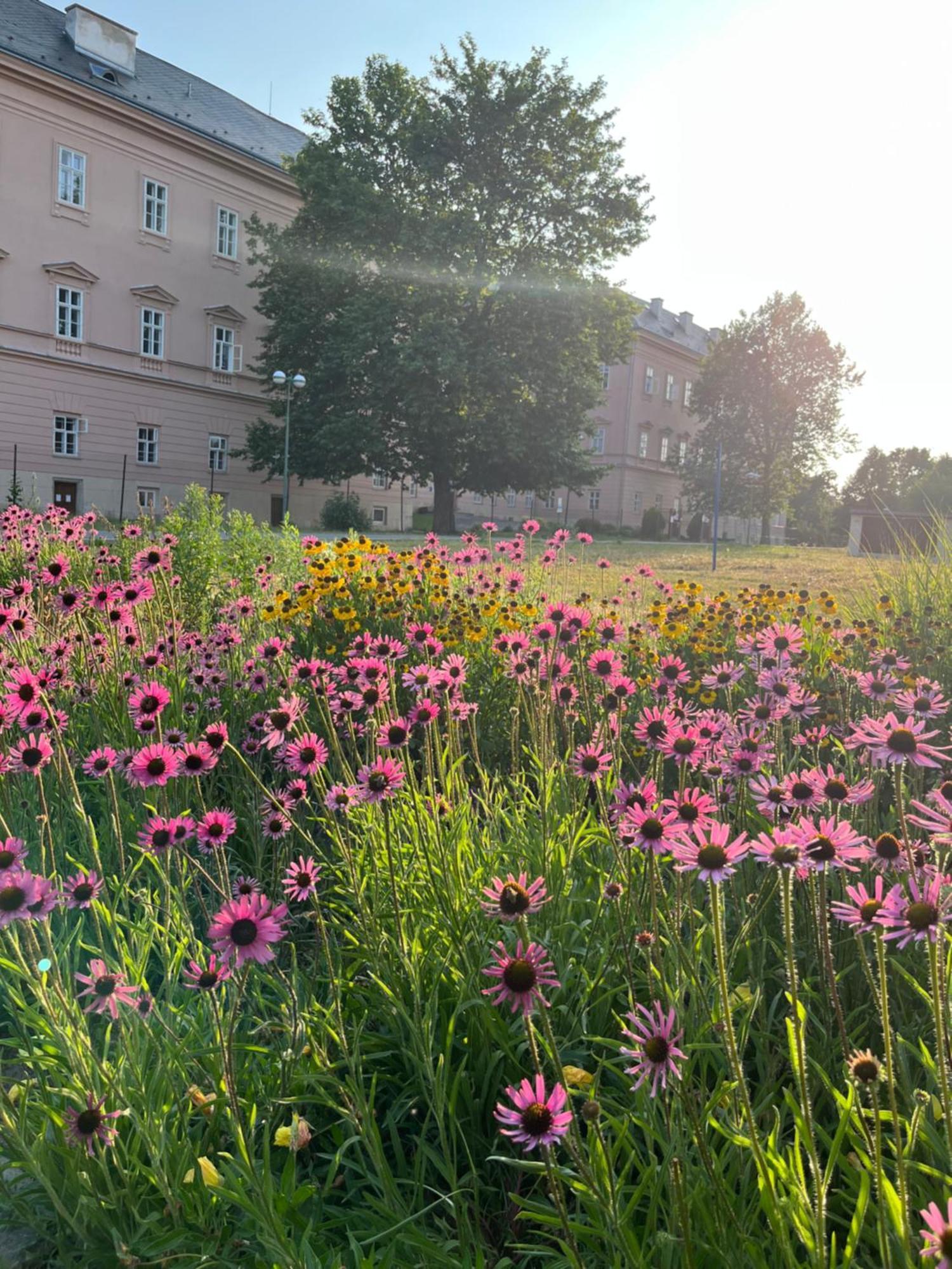 Dvůr Nové Zámky Hotel Mladec Exterior foto
